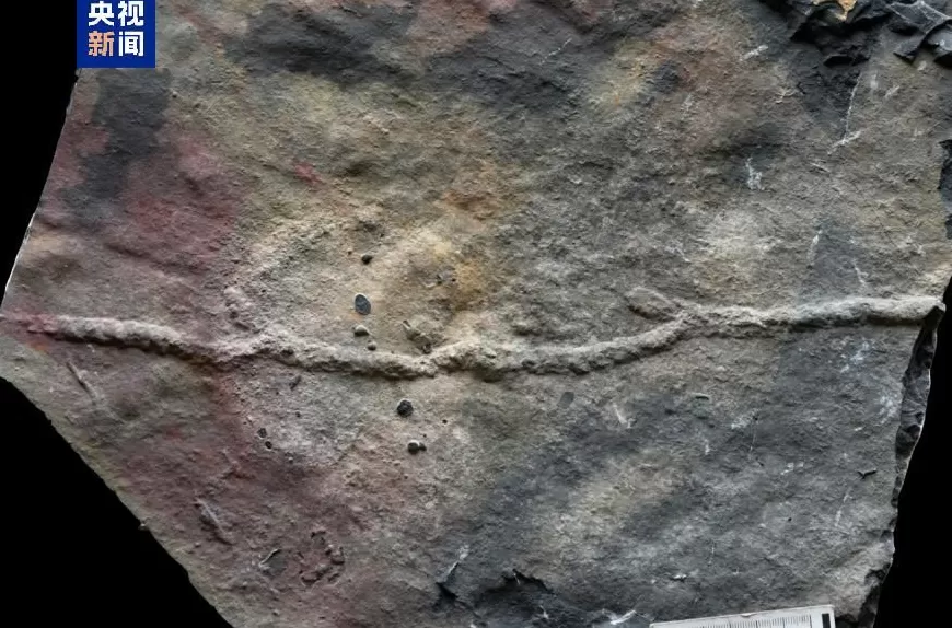 科学家发现迄今最古老的复杂三维潜穴系统-第2张图片-