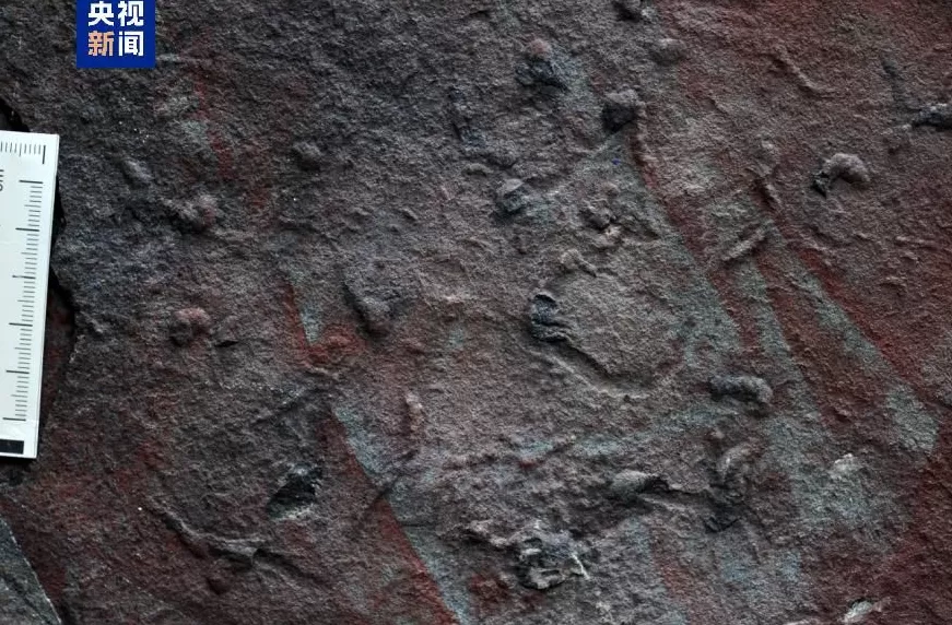 科学家发现迄今最古老的复杂三维潜穴系统-第1张图片-