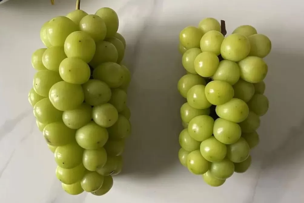 “国内市面上的‘晴王’葡萄均为假冒”-第2张图片-
