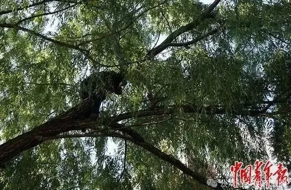 冬天提前了吗？-第4张图片-