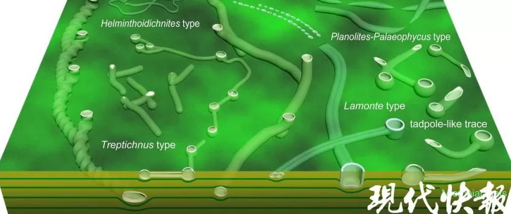 揭开寒武纪生命大爆发前夜的秘密，“虫虫工程师”搅动海底改变世界-第2张图片-