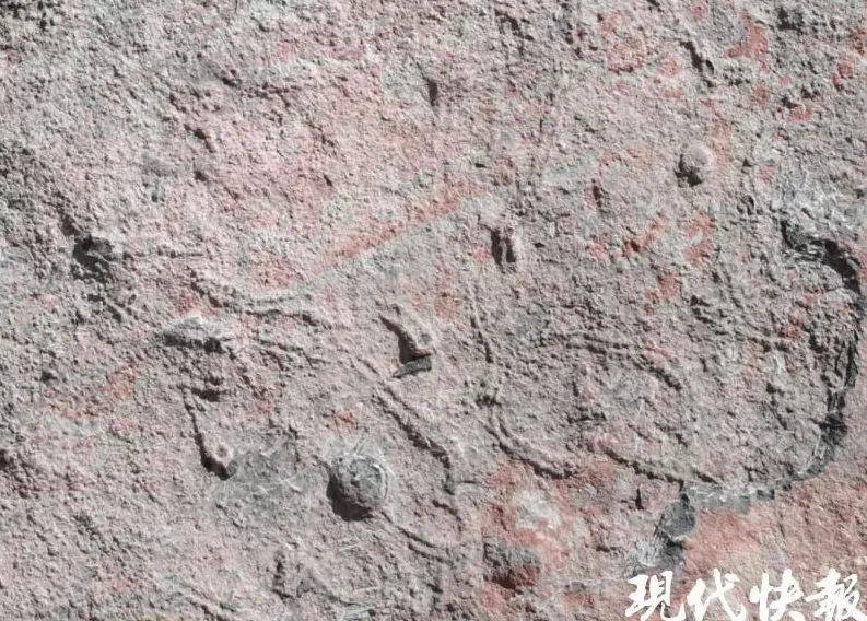 揭开寒武纪生命大爆发前夜的秘密，“虫虫工程师”搅动海底改变世界-第4张图片-