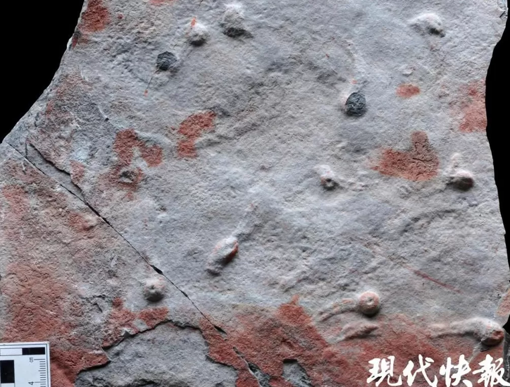 揭开寒武纪生命大爆发前夜的秘密，“虫虫工程师”搅动海底改变世界-第5张图片-