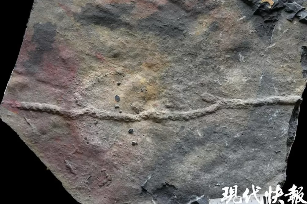 揭开寒武纪生命大爆发前夜的秘密，“虫虫工程师”搅动海底改变世界-第3张图片-