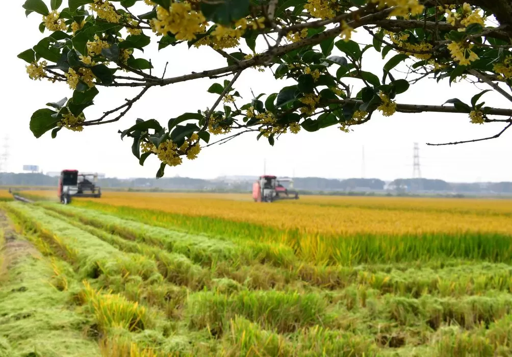 江苏多地主官调研秋收秋种：制造业大省也是农业强省-第1张图片-