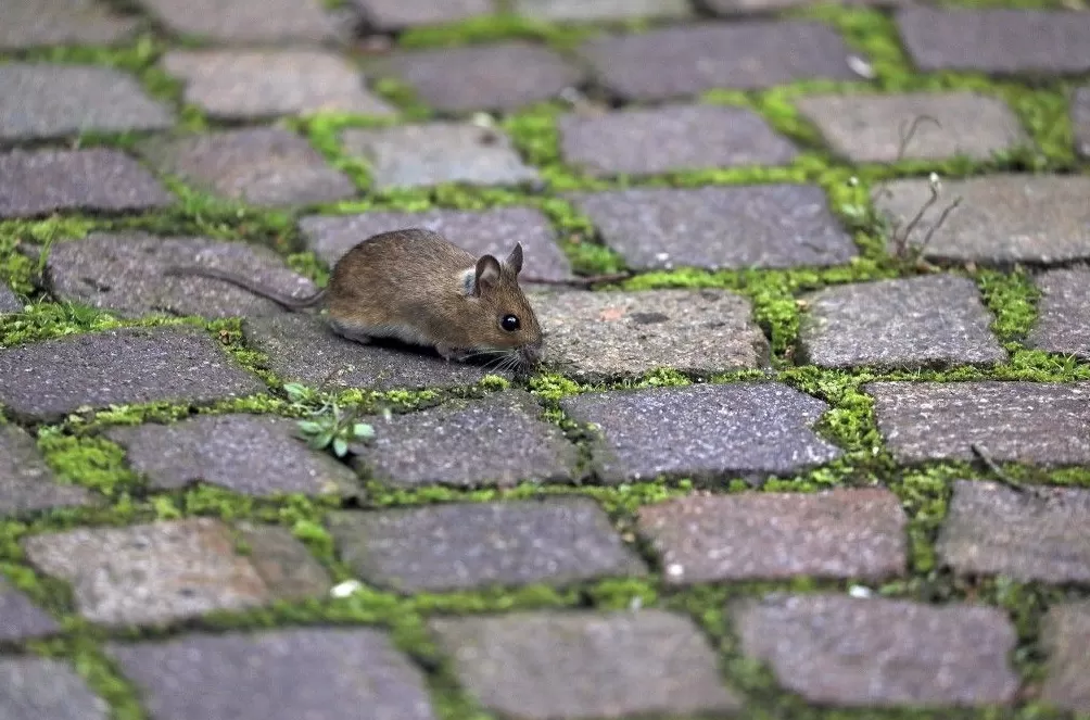 气候资讯｜10月全球前沿气候科学研究&极端天气气候事件-第16张图片-
