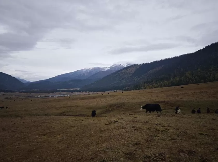 美景不输阿尔卑斯的西藏旅游如何发展？这场论坛上嘉宾支招-第1张图片-