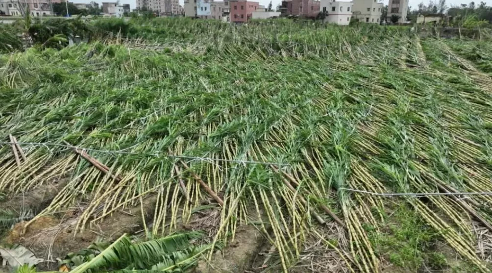 「超强台风」之后，那些被遗忘在秋天的村镇-第4张图片-