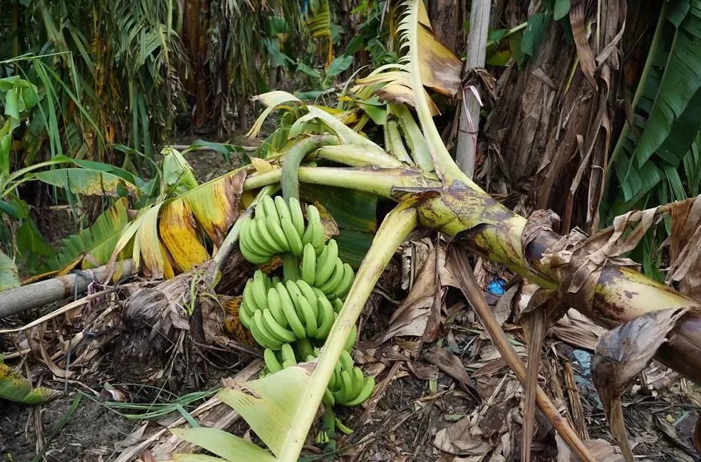 「超强台风」之后，那些被遗忘在秋天的村镇-第8张图片-