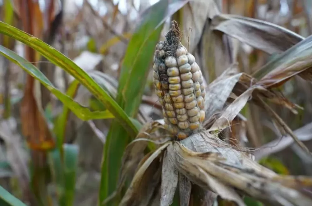 「超强台风」之后，那些被遗忘在秋天的村镇-第16张图片-
