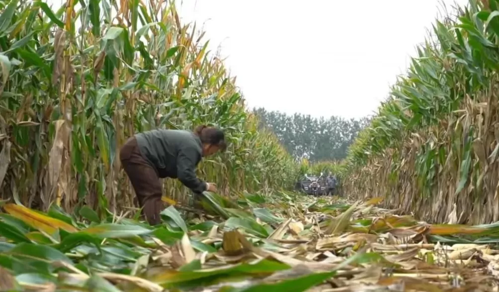 「超强台风」之后，那些被遗忘在秋天的村镇-第15张图片-