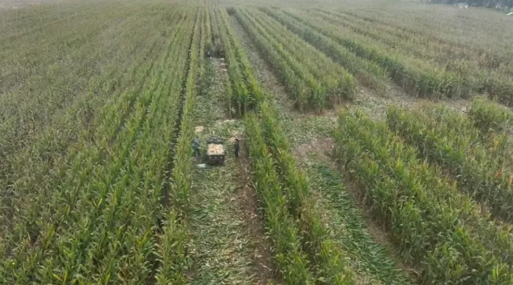 「超强台风」之后，那些被遗忘在秋天的村镇-第17张图片-