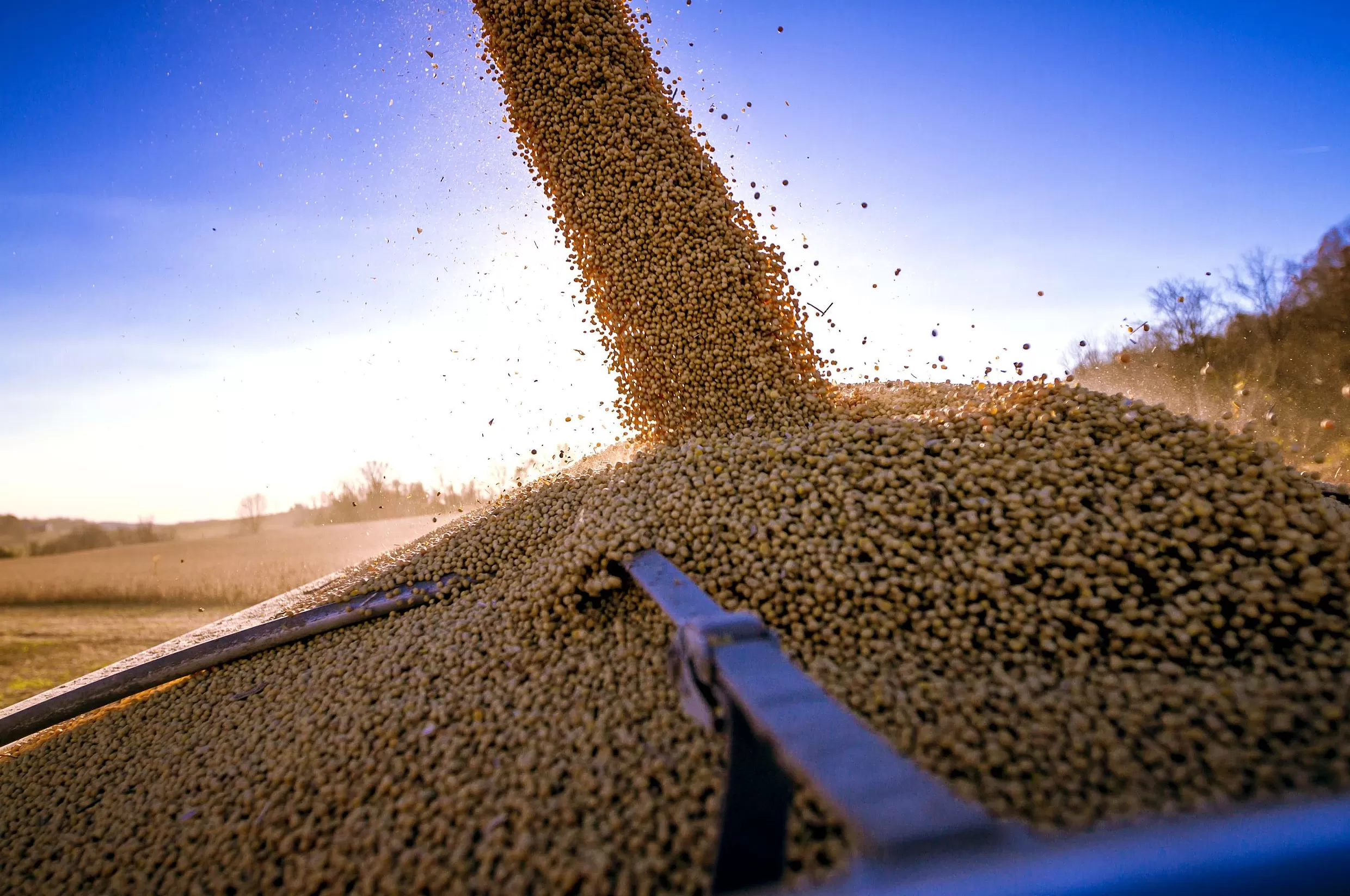 中国在本收获季首次从美国购买大豆？美国豆农急盼订单-第1张图片-