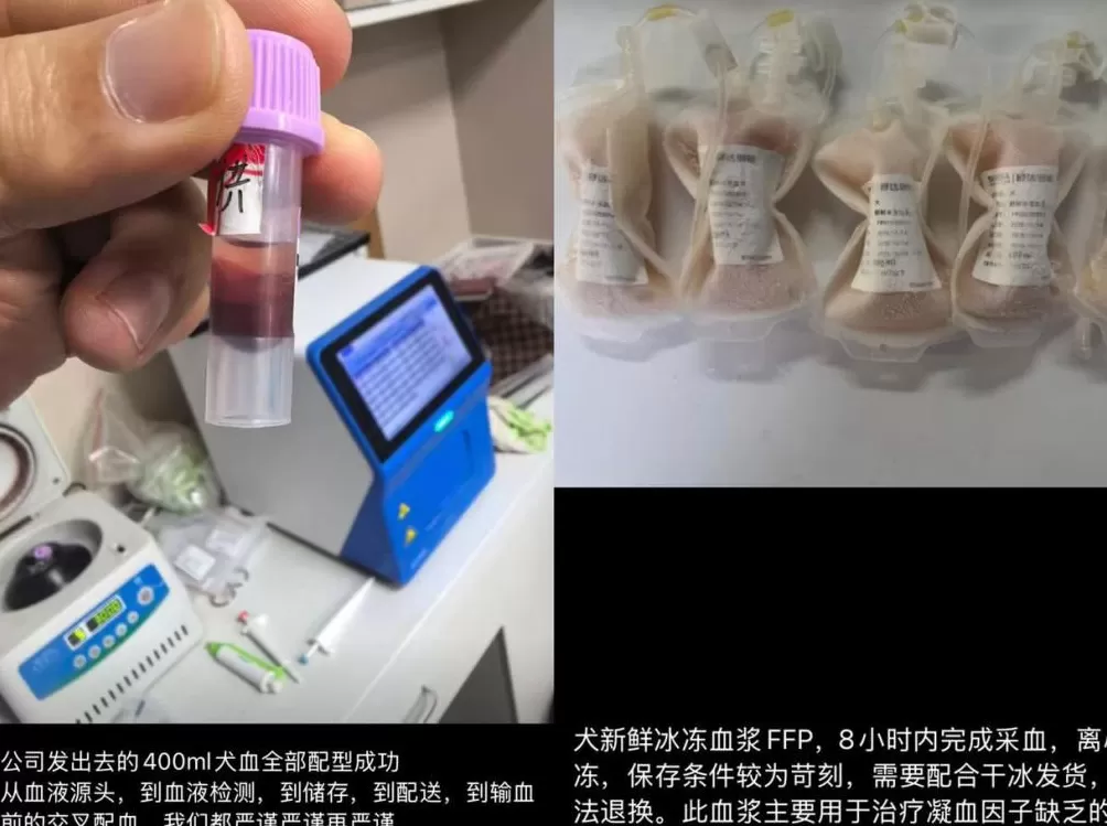 宠物输血乱象频发，“血猫血狗”何时能得立法保障？-第2张图片-