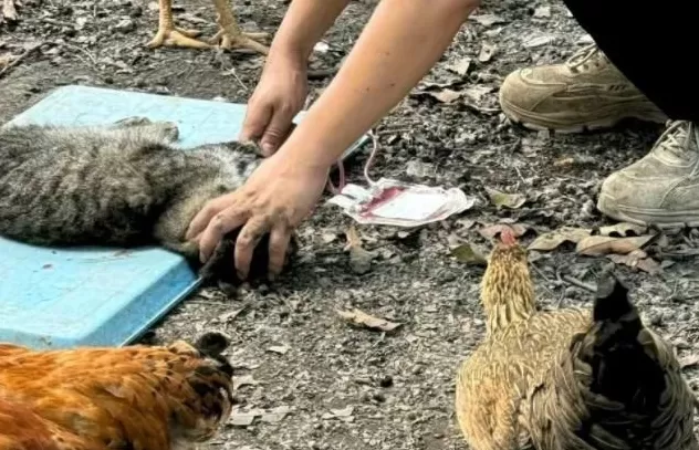 宠物输血乱象频发，“血猫血狗”何时能得立法保障？-第1张图片-