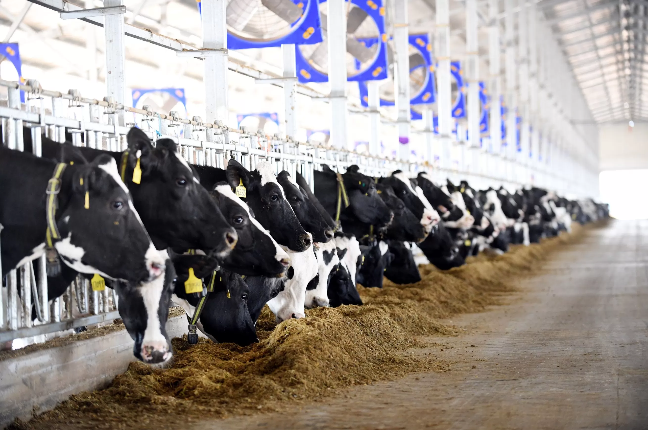 超越增长：解码雀巢的“共享价值”经营范式-第6张图片-