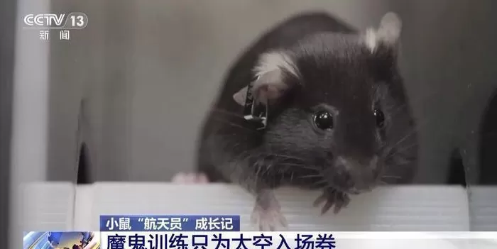 神舟二十一发射在即，中国航天常态化背后的“从容自信”-第2张图片-