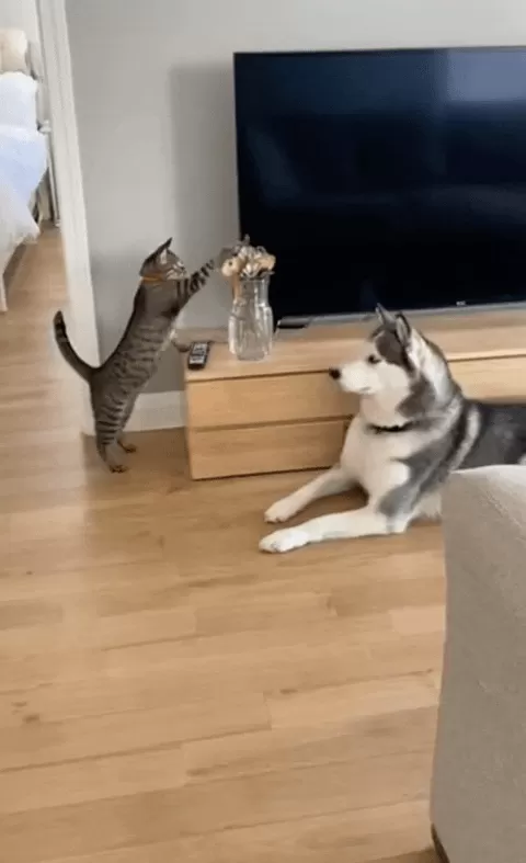 刷到一个又一个假视频后，我不敢相信互联网了-第1张图片-