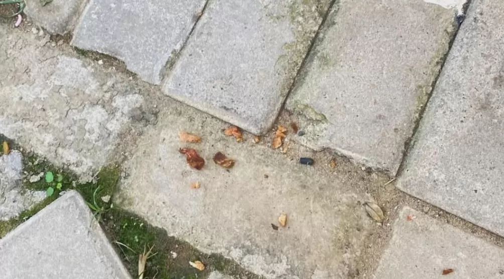 饲养13年小狗疑被投毒致死，她辞职为小狗追凶3年-第1张图片-