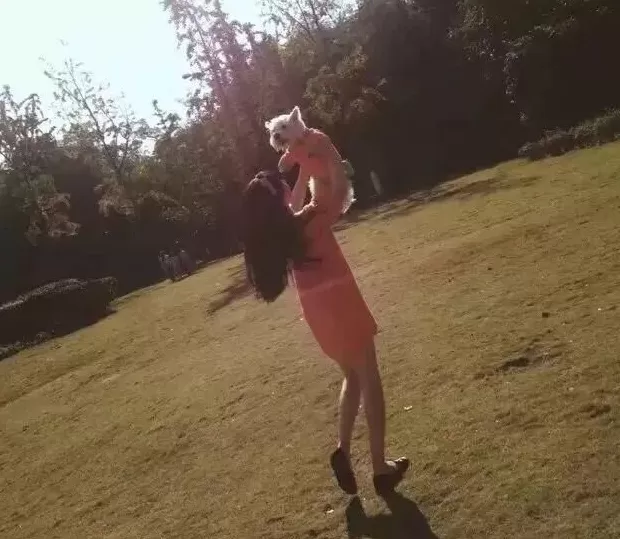 饲养13年小狗疑被投毒致死，她辞职为小狗追凶3年-第2张图片-