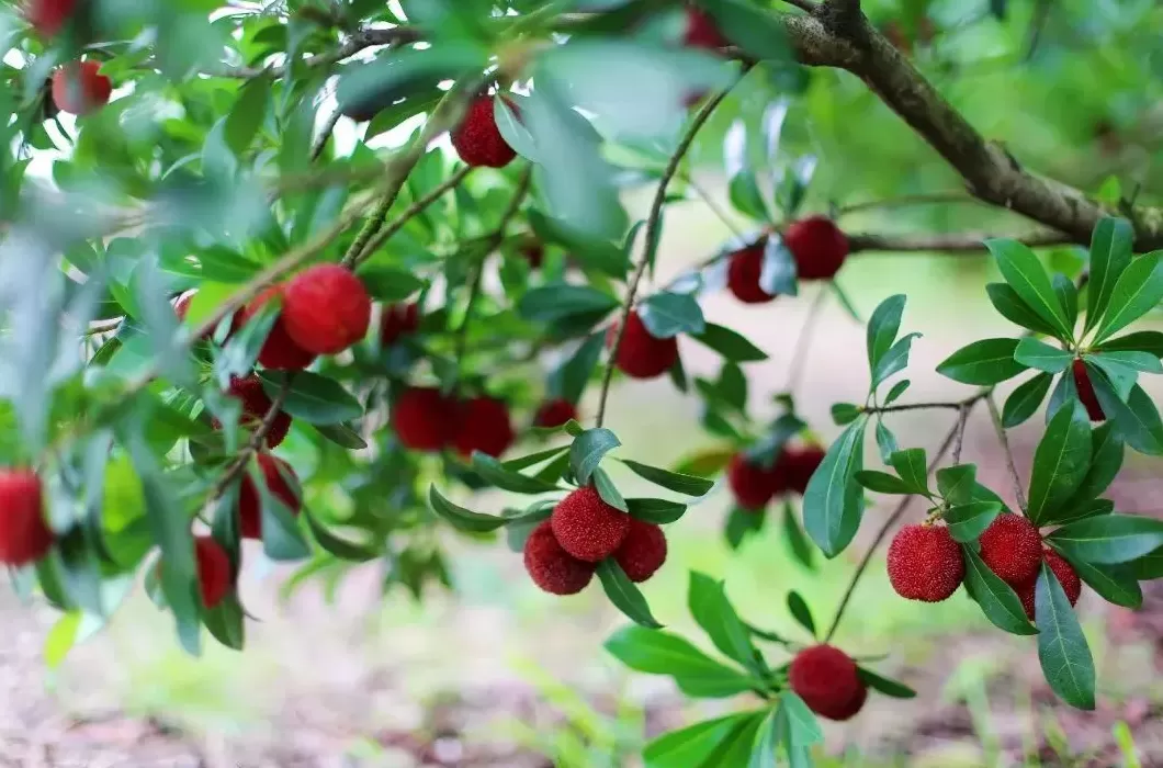 2025和合文化论坛今日开幕，在台州看见和合之美-第15张图片-