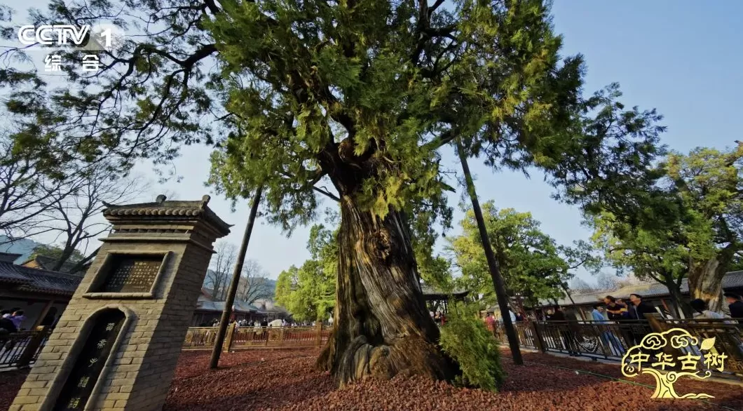 5000岁的黄帝手植柏被如何养护？请看这部央视纪录片-第1张图片-