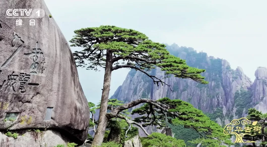5000岁的黄帝手植柏被如何养护？请看这部央视纪录片-第2张图片-