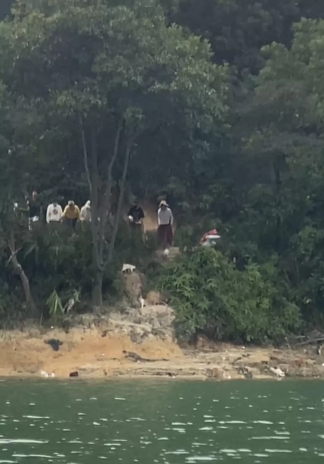 一水库边被放生大量猫：目击者称已救起3只，警方将追查放生者-第1张图片-