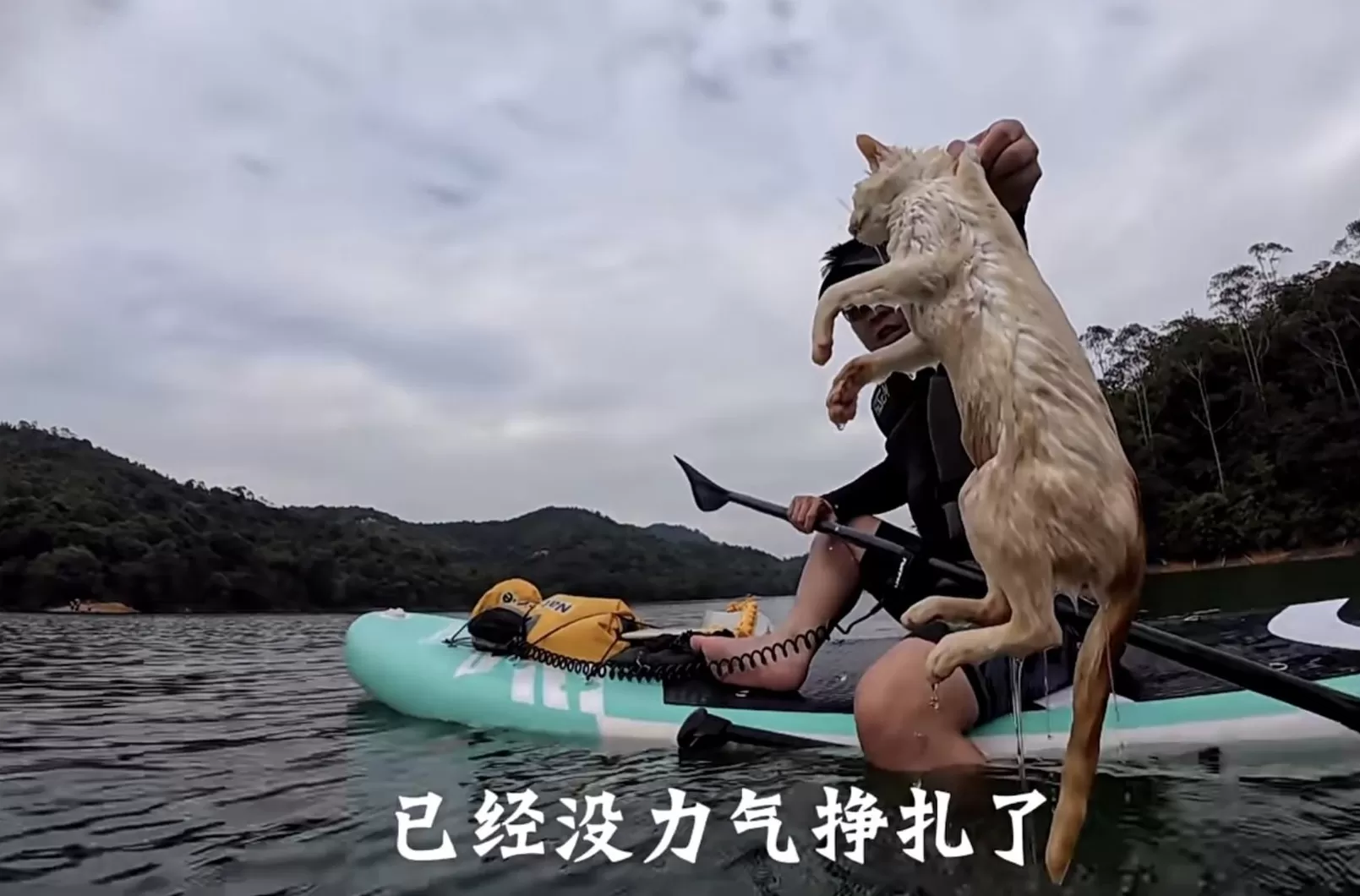 一水库边被放生大量猫：目击者称已救起3只，警方将追查放生者-第2张图片-