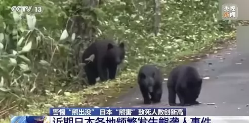 日本“熊害”致死人数创新高中国驻札幌总领馆提醒：警惕熊出没-第1张图片-
