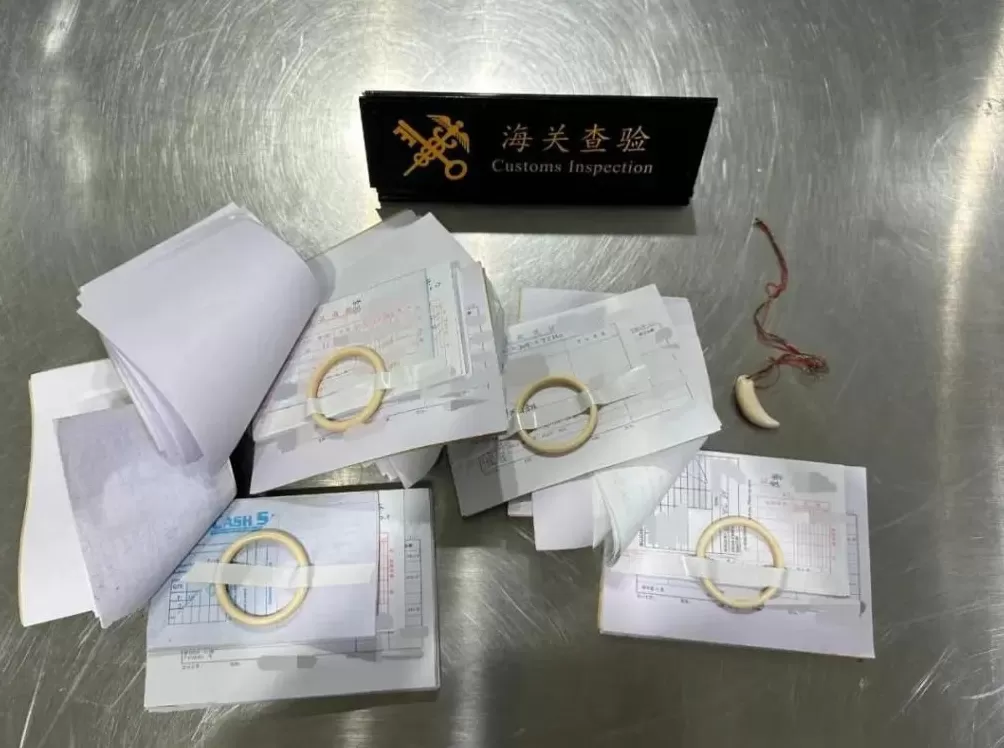 杭州海关查获现生象象牙制品75.5克-第1张图片-