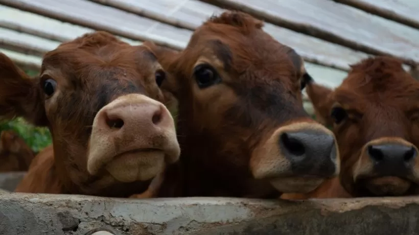 团伙收购200多头病死牛销售上百万，群众买到“臭牛肉”举报后26人获刑-第1张图片-