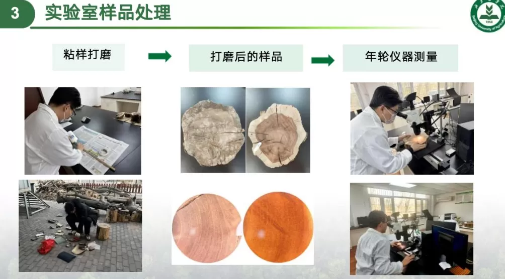 科技赋能，农文旅融合，后稷故里山西稷山县推动板枣产业升级发展-第2张图片-