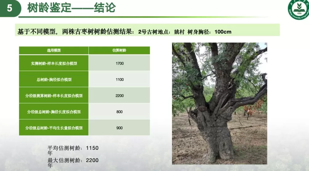 科技赋能，农文旅融合，后稷故里山西稷山县推动板枣产业升级发展-第3张图片-