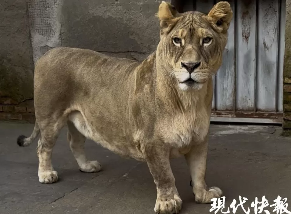 徐州九顶山“柯基狮”猛兽身形配小短腿，反差萌治愈全网-第1张图片-