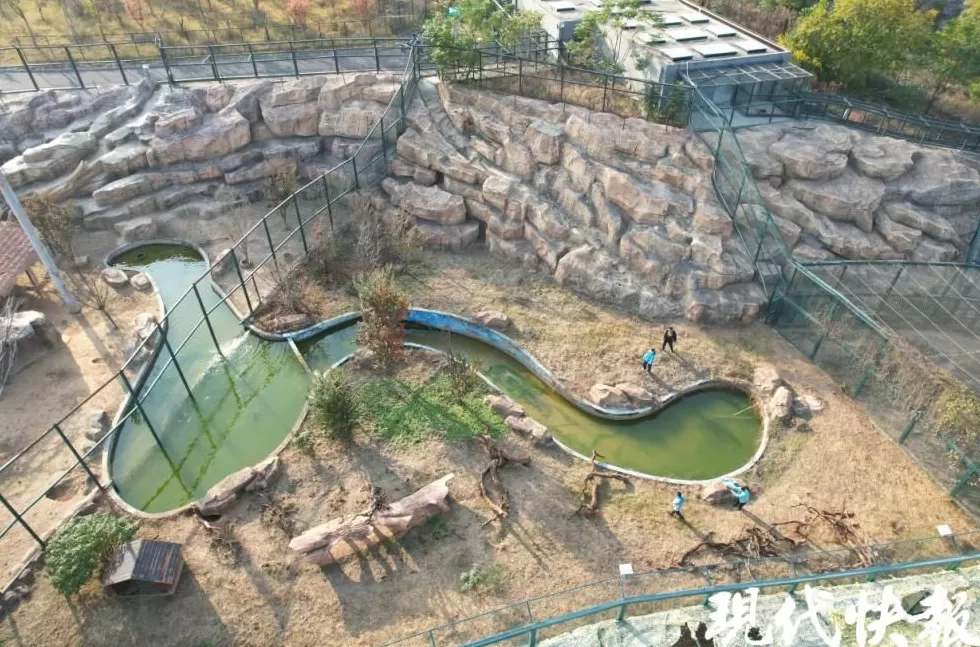 徐州九顶山“柯基狮”猛兽身形配小短腿，反差萌治愈全网-第3张图片-