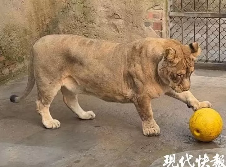徐州九顶山“柯基狮”猛兽身形配小短腿，反差萌治愈全网-第2张图片-