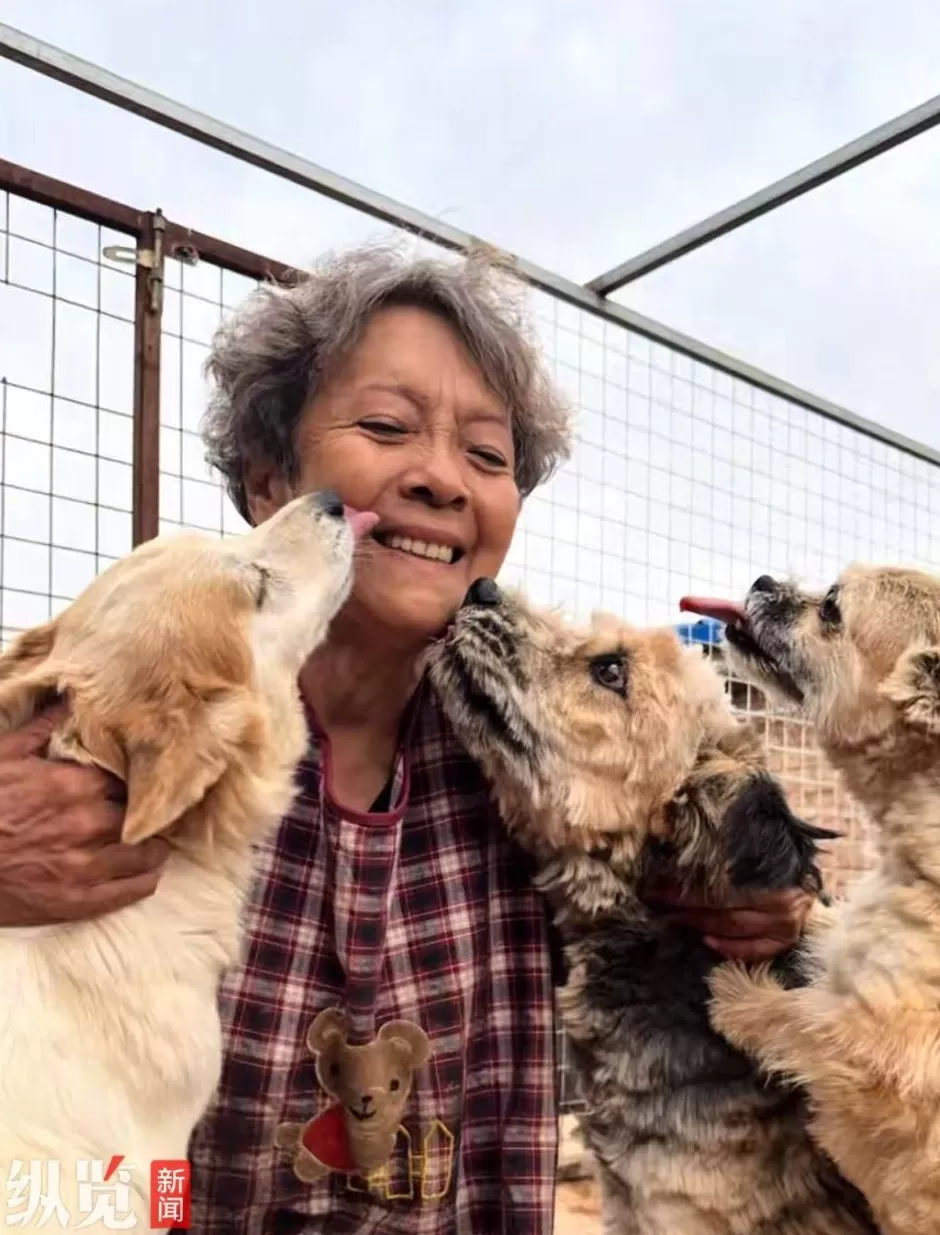 爱心博主董晓红因故离世，生前十年救助过400余只流浪狗，其孙女回应-第1张图片-