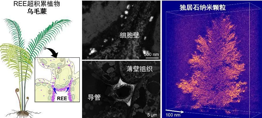 新发现：植物体内不仅有“稀土矿”还有“加工厂”-第1张图片-