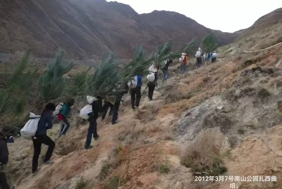 在生态脆弱的高原栽植苗木1.2亿株，西藏做对了什么？-第3张图片-
