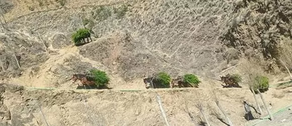 在生态脆弱的高原栽植苗木1.2亿株，西藏做对了什么？-第4张图片-