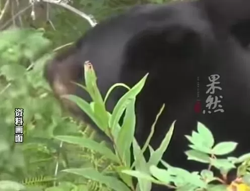 西安一女子被黑熊从身后扑倒撕咬-第1张图片-