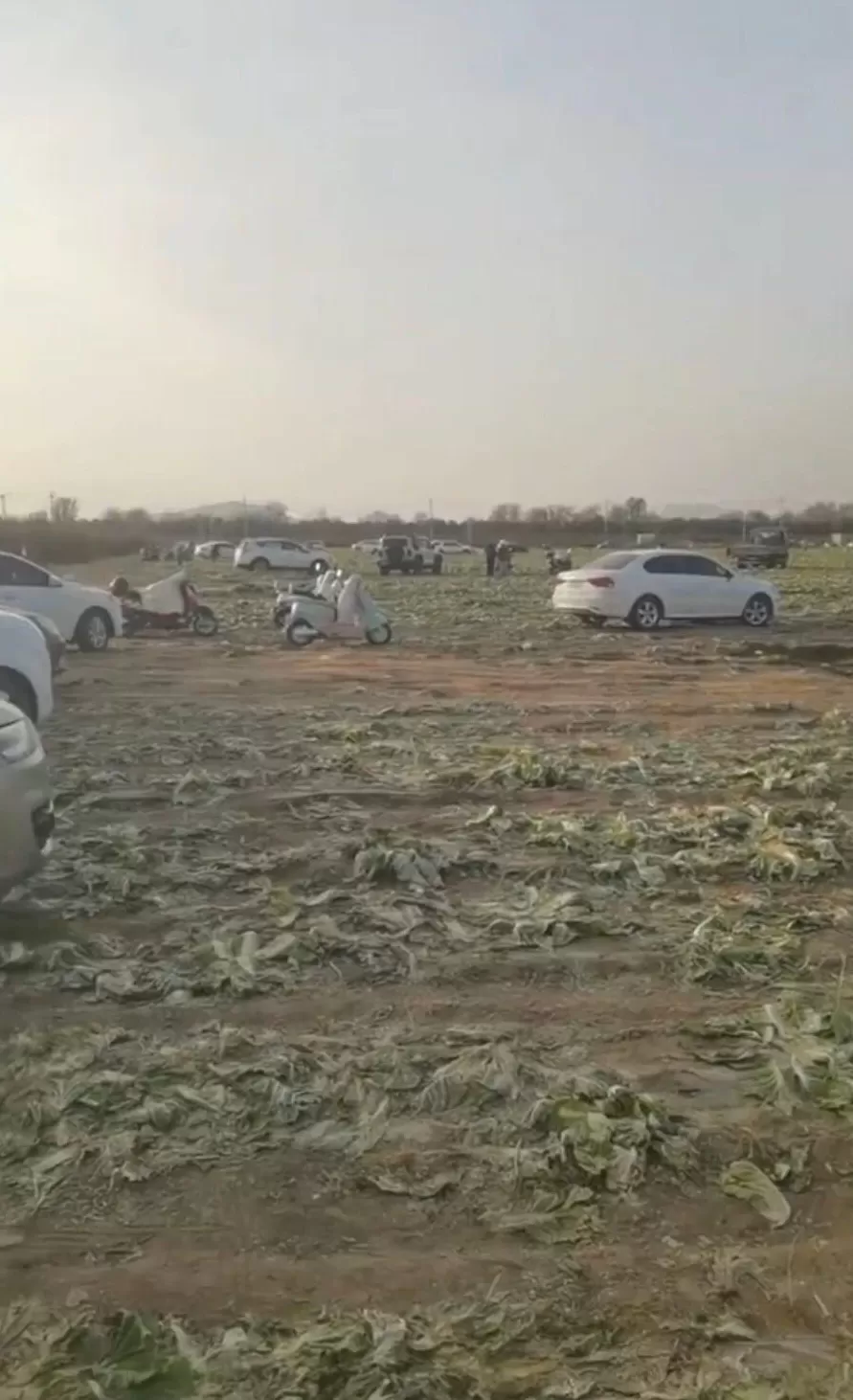 “免费砍白菜”视频疯传，内蒙古200亩白菜被数百人摘走，有人开车前往，菜地主人回应-第1张图片-