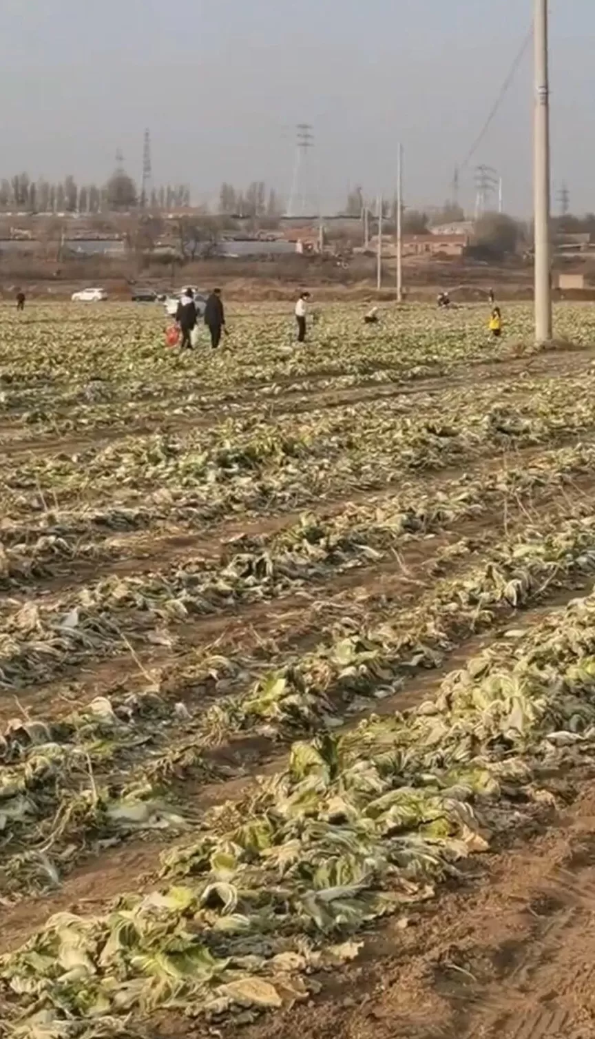 “免费砍白菜”视频疯传，内蒙古200亩白菜被数百人摘走，有人开车前往，菜地主人回应-第2张图片-