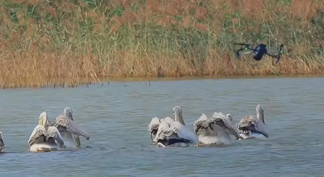 媒体：撞落大雁！无人机不能飞过生态保护红线-第1张图片-