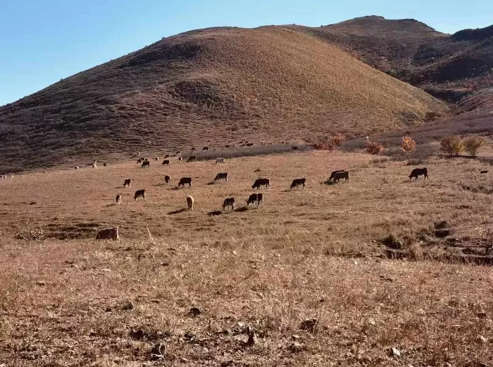 从村民冲突走向行政司法程序：内蒙古赤峰两村半个多世纪的土地之争-第1张图片-