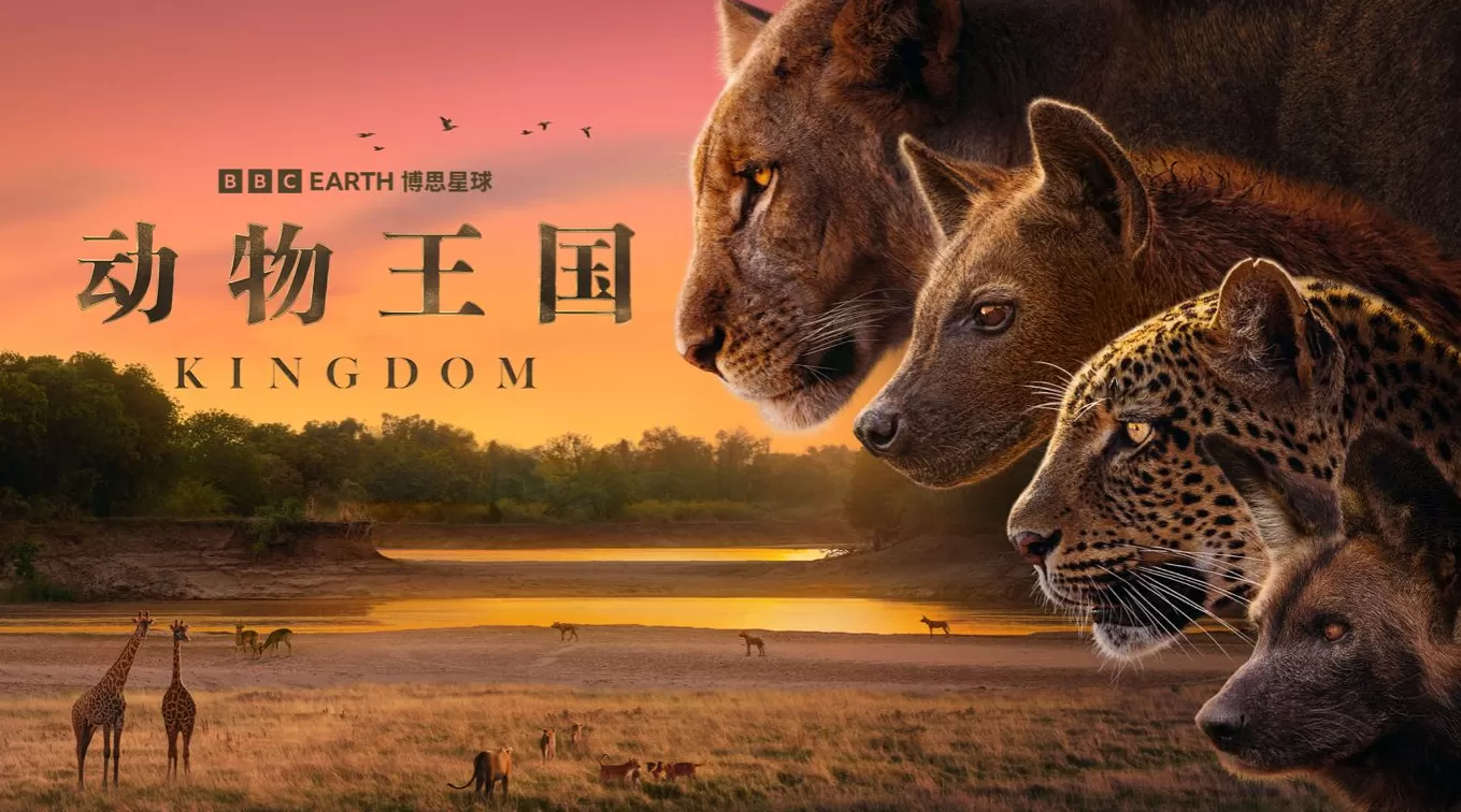 揭秘赞比亚动物界权力游戏，BBC六集纪录片《动物王国》开播-第1张图片-