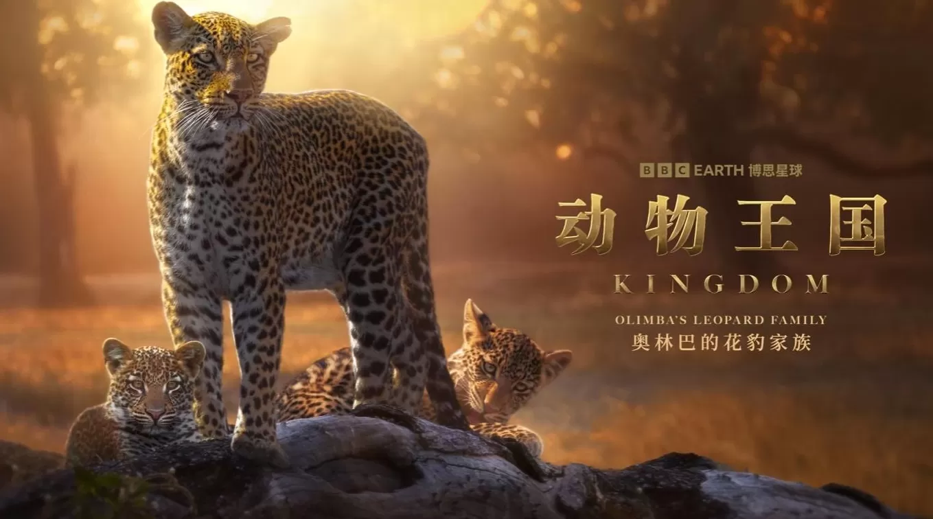 揭秘赞比亚动物界权力游戏，BBC六集纪录片《动物王国》开播-第2张图片-