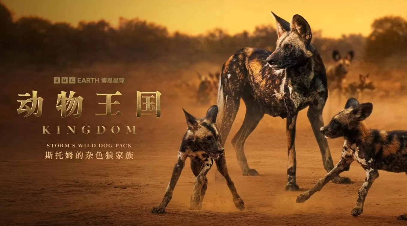 揭秘赞比亚动物界权力游戏，BBC六集纪录片《动物王国》开播-第3张图片-