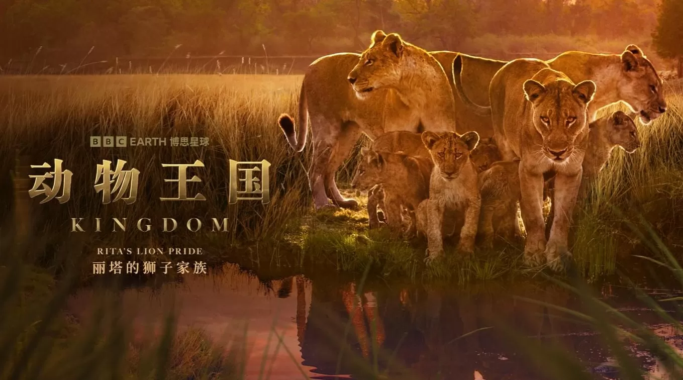 揭秘赞比亚动物界权力游戏，BBC六集纪录片《动物王国》开播-第4张图片-